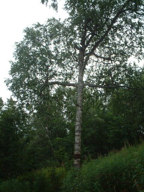 DSCF0591